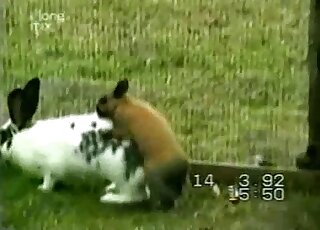 White rabbit gets fucked by a smaller brown animal right here