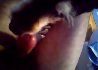 Gorgeous cock is being pleasured by a sexy animal that licks good