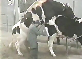 Zoophilic guy is happy to see a cow get fucked by a bull from behind