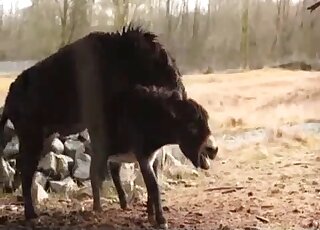 Outdoor fucking with a big mule that enjoys fresh animal pussy