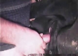 Black animal gets licked and promptly fucked in horseporn video
