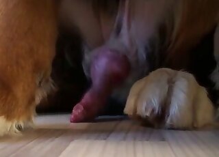 Red animal penis is being showcased in a cumshot-themed porn vid
