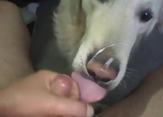 Dude gives white dog a facial in POV after it licks his massive cock