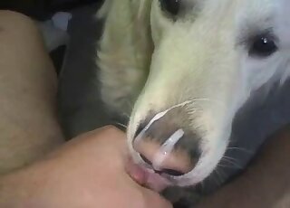Dude gives white dog a facial in POV after it licks his massive cock