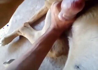 Sexy dog experiences soft touching in its nether regions on cam