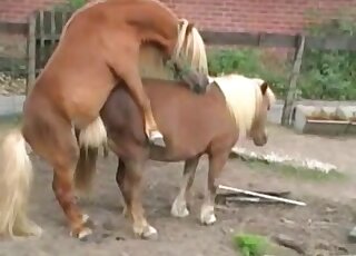 Brown horse fucks another horse after some arousing foreplay