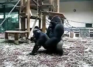 Sexy large apes enjoying a quick fucking session at the local zoo