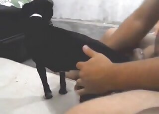 Hairy guy grabs this small black dog to fuck it violently from behind