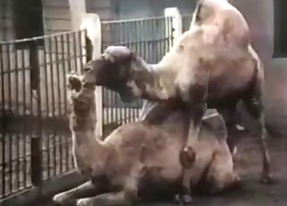 Camel-on-camel fuck scene with truly kinky creatures fucking