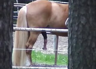 Stallion shows its colossal cock in an outdoor porn movie with teasing