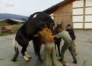 Outdoor horse on horse fucking movie with voyeuristic zoophiles