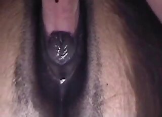 Perfect human cock is being inserted into this animal's tight hole