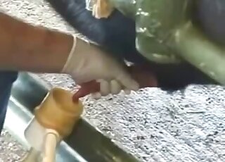Rather clinical handjob for a sexy farm animal with a huge dick