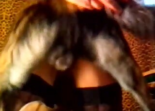 Black stockings amateur zoophile babe banged on all fours by a dog