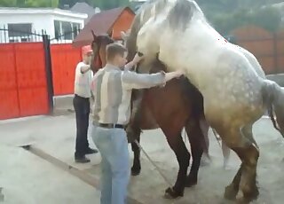 Awesome brown mare getting fucked by a large stallion with a big dick