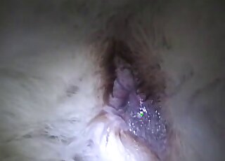 Dude using his penis and fingers to explore a white dog's hot pussy