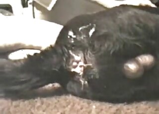 Guy uses his penis to terrorize a gay dog's tight asshole sideways