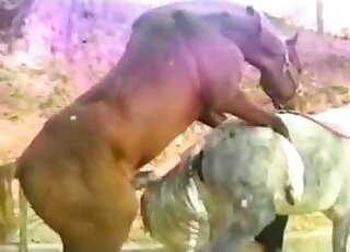 Outdoor fuck movie dealing with a horny stallion and wild banging