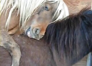 Handjob movie showing a sexy brown stallion that wants orgasms