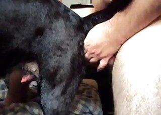 Sexy black dog is getting fucked by a pale zoophile with a nice peen