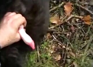 Denim-wearing zoophile jerks a dog's red cock in an outdoor video