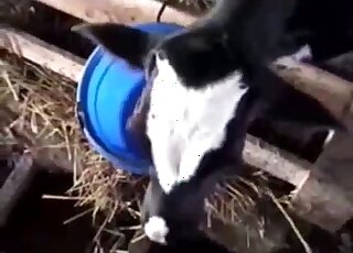 Sexy video dealing with a kinky animal that deepthroats a guy's cock
