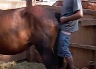 Guy is inserting his meaty penis in a horse's ready pussy from behind