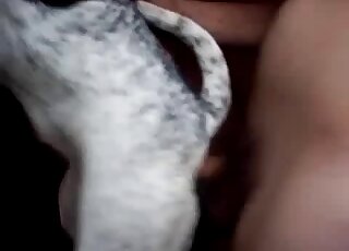 Chubby guy fucking a white animal from behind with real passion
