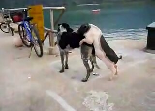Two animals happily fucking by the water just because they can