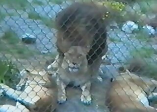 Zoo animals fucking with a hot lioness fucking her big bad lion