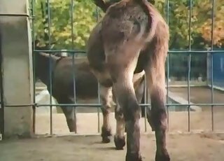 Astonishing animals are featured in a taboo porn video with gape