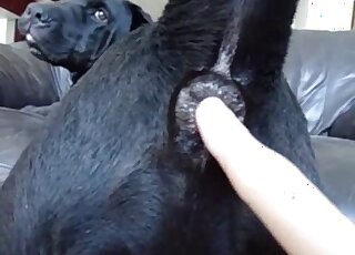 Awesome fingering and fisting for a submissive black dog petslut