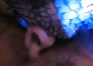 Reptile porn movie showing closeup banging with real close-ups