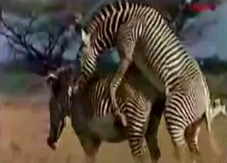 Compilation of animal fucking scenes with tigers and elephants