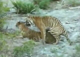 Tigers fucking in a passionate porn movie with intense gape and more