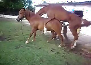 Horse with a huge cock fucks another horse on the ranch or smth