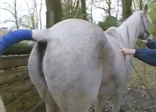 Brown stallion happily fucks a white horse as horny woman looks on