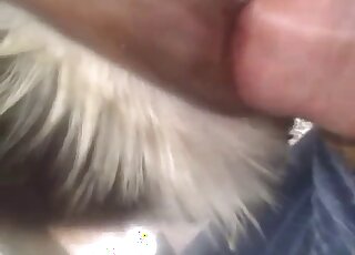 Dog lover's cock is being inserted into a greedy dog fuckhole here