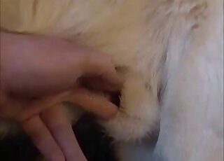 Sexy white dog is fully prepared to get fingered by a male zoophile