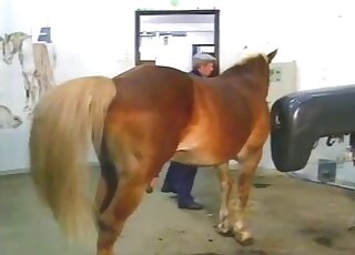 Brown stallion wants to empty its balls in an educational porn vid