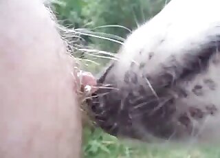 Attentive animal licking all over this pierced nipple on camera