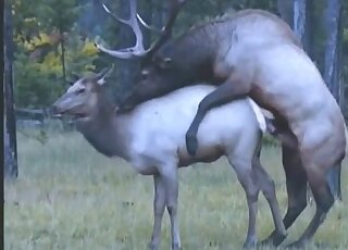 Deer fucking movie with sexy leggy animals banging with passion