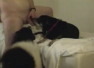Black small dog getting fucked and covered in cum by a horny man