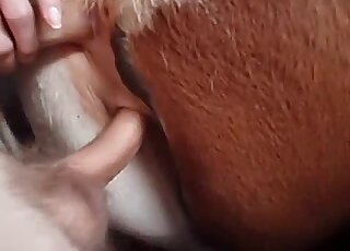 Sexy brown animal is happy to feel a huge human cock inside of it