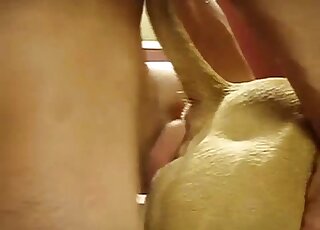 Guy is happy to insert his penis in a dog's furry cunt from behind