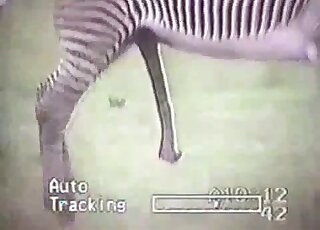 Two sexy zebras find a way to fuck each other sneakily outdoors