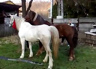 White horse and brown horse are ready to fuck each other beautifully