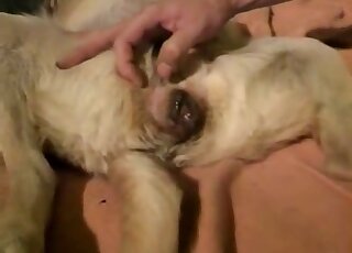 Dude manages to insert his stiff penis into this dog's tight hole