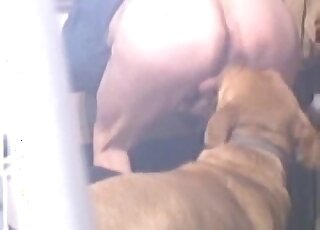 Hot and saggy ballsack and ass being licked by a horny slave dog