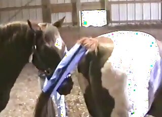 Amateur folks give a close-up of two horny horses while fucking